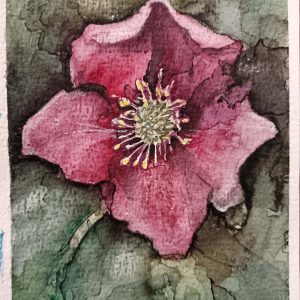 Helleborus