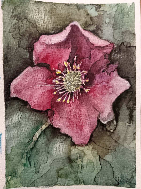 Helleborus