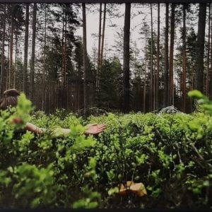 Sarjasta "Metsätyypit II"