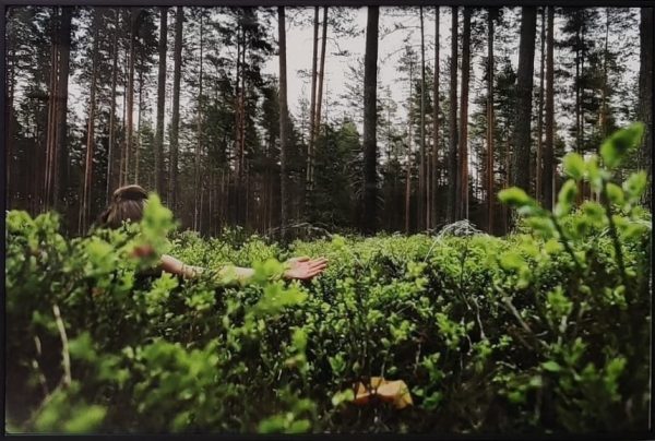 Sarjasta "Metsätyypit II"