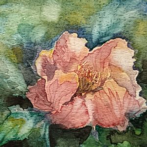 Papaver