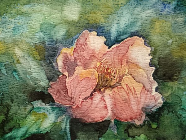 Papaver
