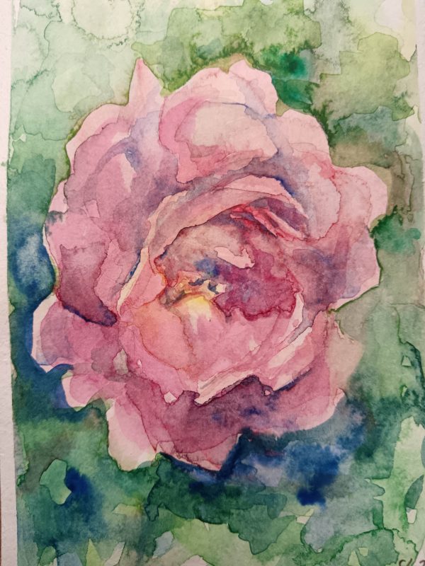 Rosa