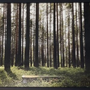 Sarjasta "Metsätyypit"