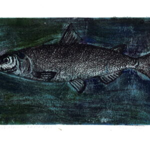 Coregonus albula t.p.l`a 11/25