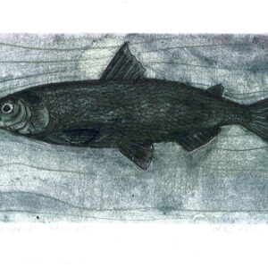 Coregonus albula t.p.l`a 6/25