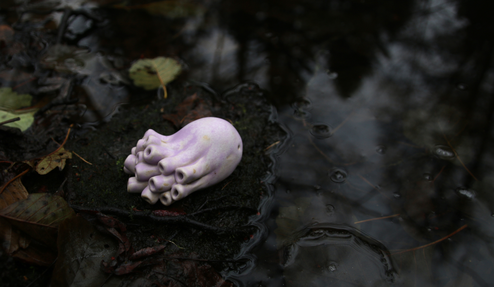Morps - Image 4